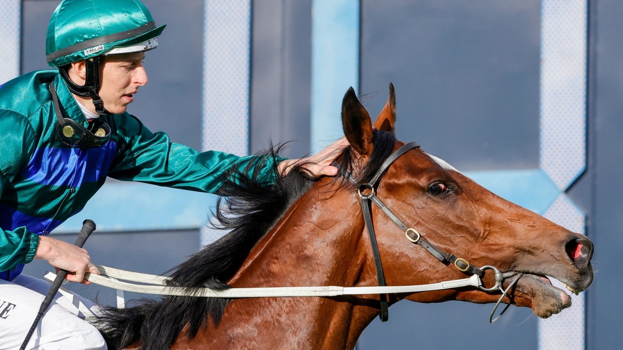 The Champion 3yo Jacquinot Has Returned To Training For The ... Image 1